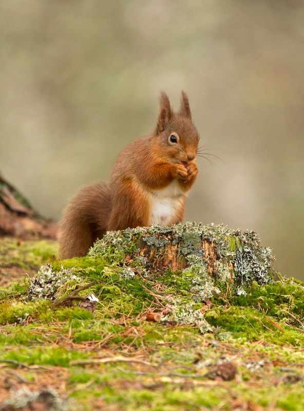Male Red Squirrel Male Red Squirrel
