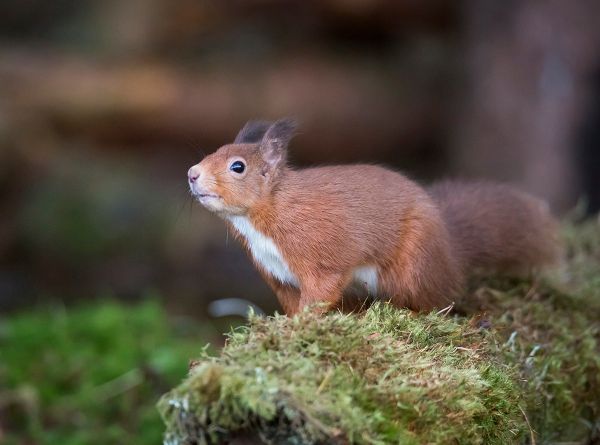 Red Squirrel in winter coat