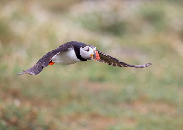 Puffin Approach