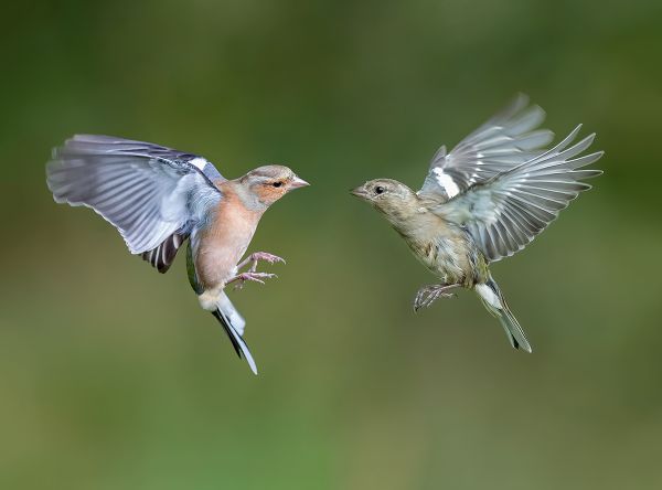 Dance of the Chaffinches
