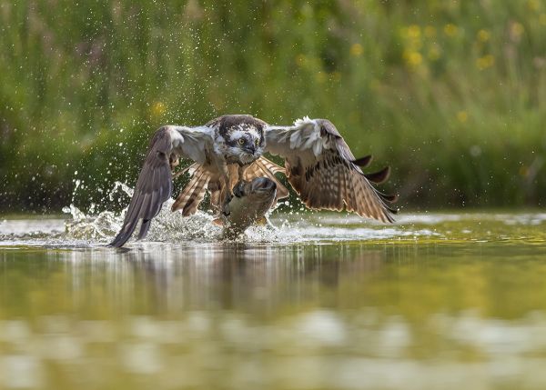 Fishing Osprey Fishing Osprey