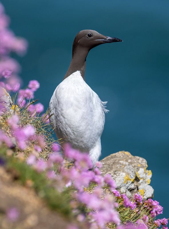 Guillemot and Sea Thrift Guillemot and Sea Thrift