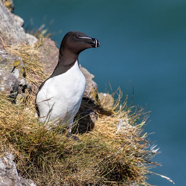 Nesting Razorbill Nesting Razorbill