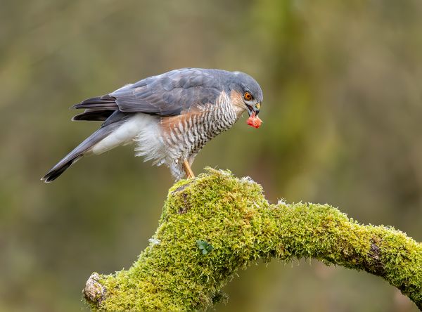 Sparrowhawk with Meal