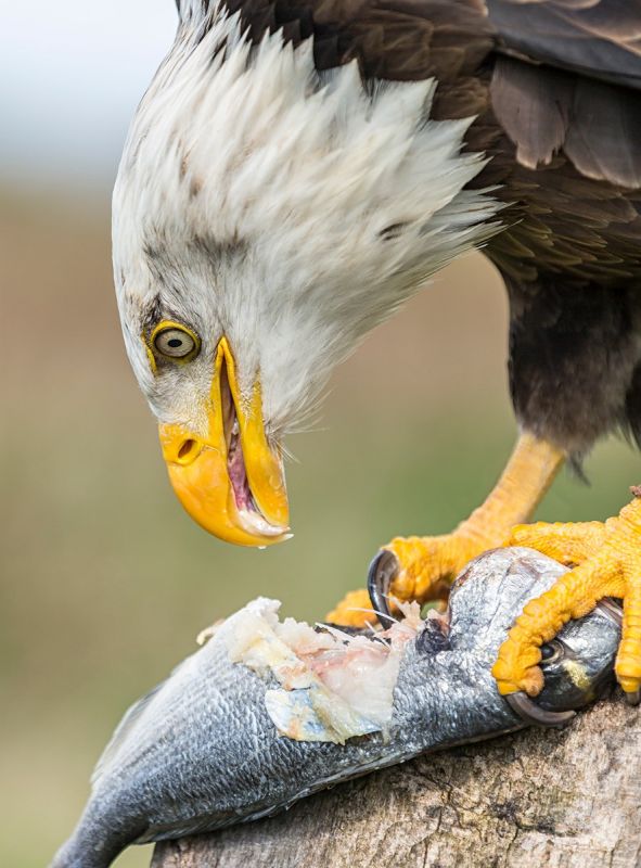 Bald Eagle 