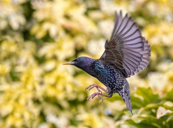 Common Starling
