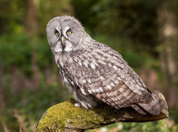 Great Grey Owl