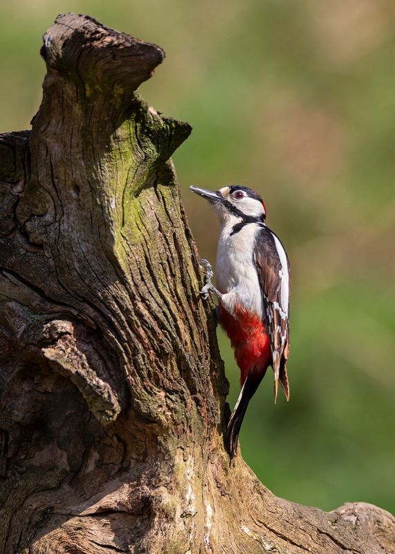 Greater Spotted Woodpecker