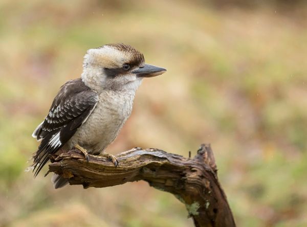 Laughing Kookaburra