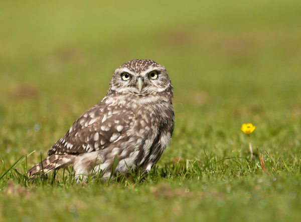 Little Owl