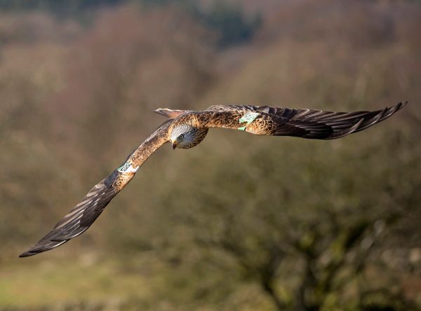 Red Kite in Flight