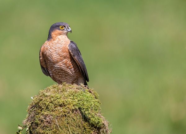 Sparrow Hawk