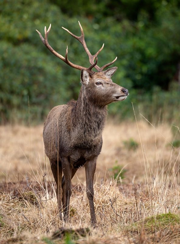 Glen Etive Stag