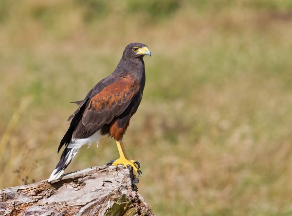 Harris Hawk