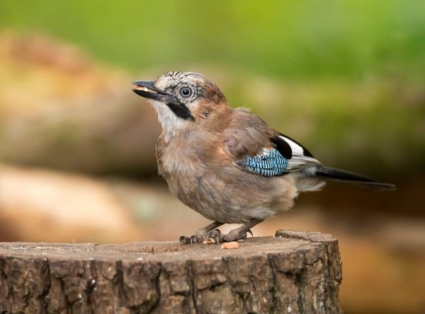 Jay