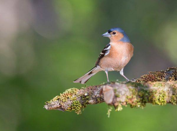 Male Chaffinch