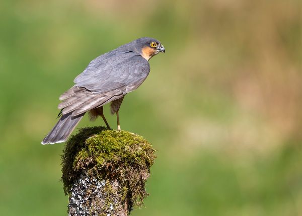 Sparrowhawk  2