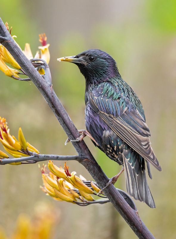 Starling  2