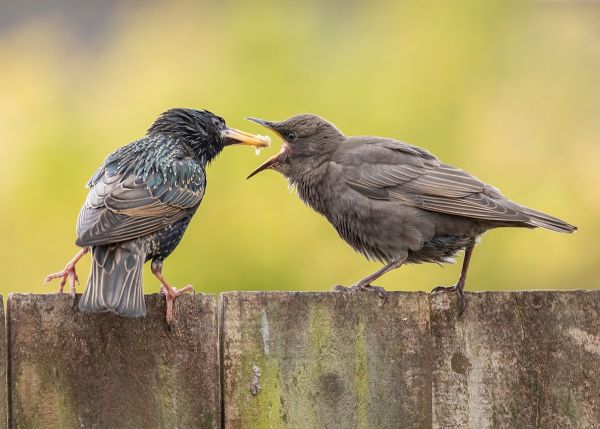 Feeding Time