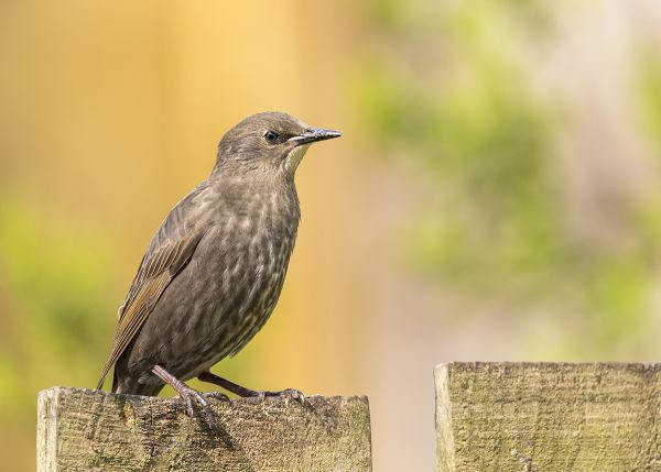 Fledgeling Starling