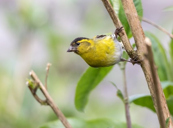 Inquisitive Siskin
