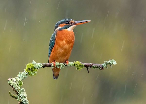 Just sittin  in the rain