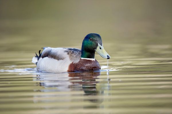 On Golden Pond