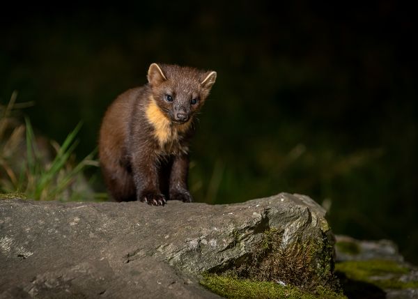 Pine Marten Kit