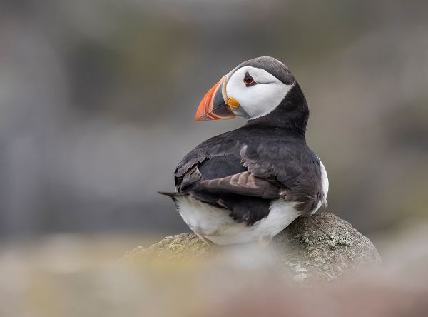 Puffin