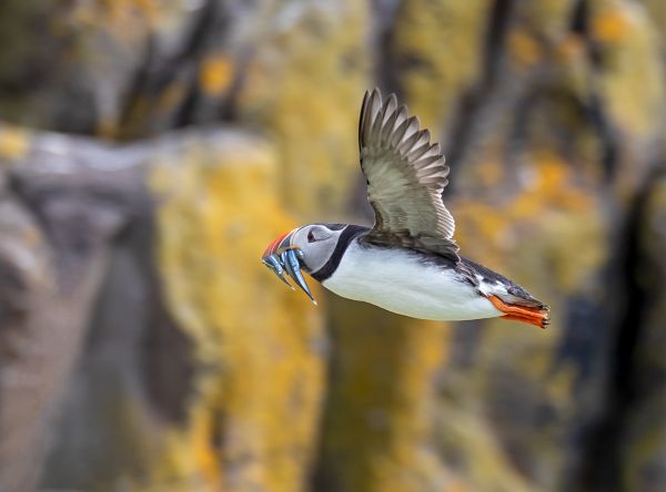 Puffin Fly past