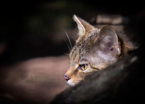 Scottish Wildcat