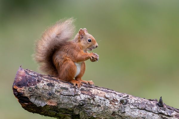 Red Squirrels