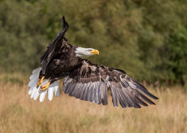 Bald Eagle 