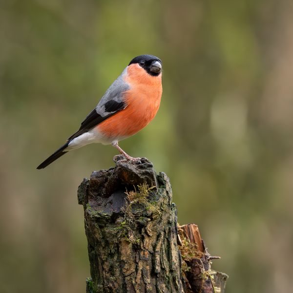 Bullfinch