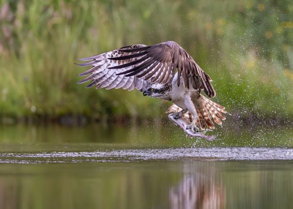Early Morning Catch