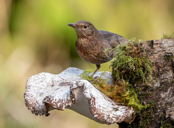 Female Blackbird