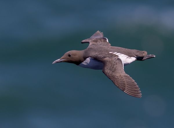 Guillimot on the Wing