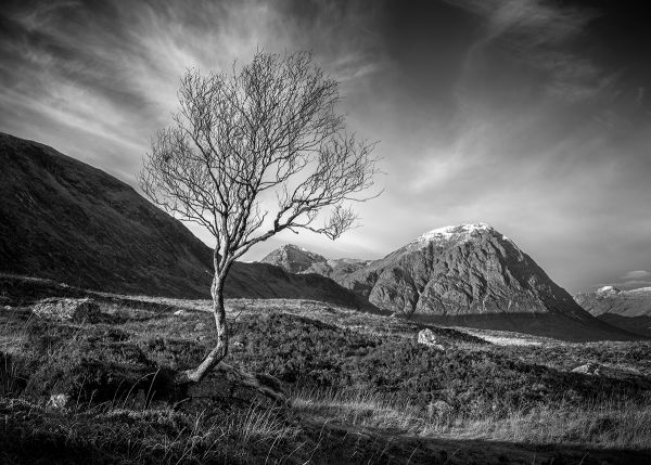 Lone Tree  Rannoch Moor