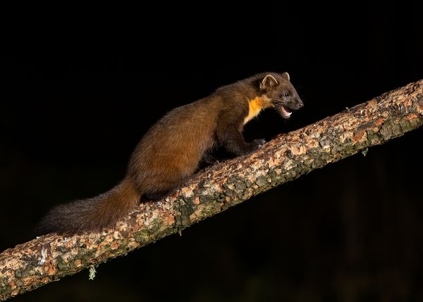 Night Visitor 