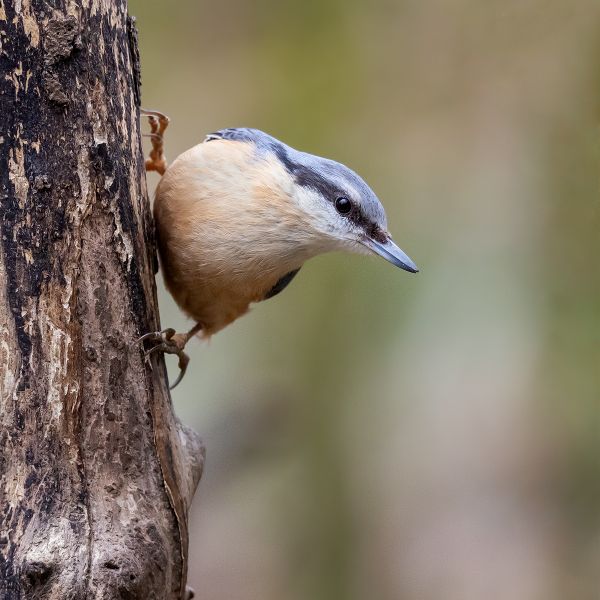 Nuthatch