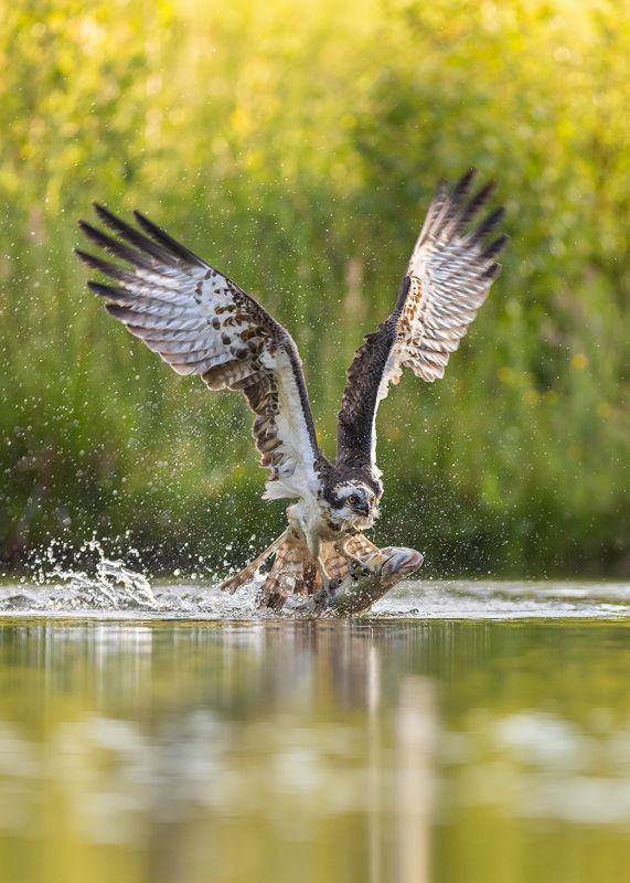 Osprey emerging with Catch