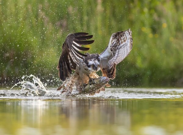 Osprey with Catch