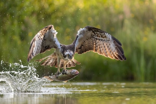 Nature and Wildlife