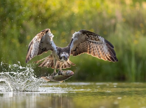 Osprey with Rainbow Trout