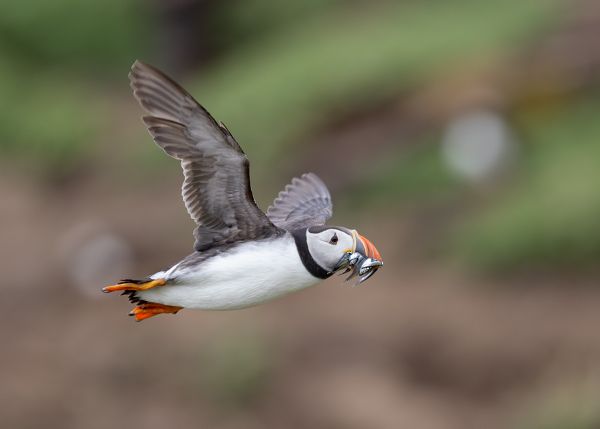 Puffin in Flight