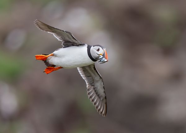 Puffin returns with Sand Eels
