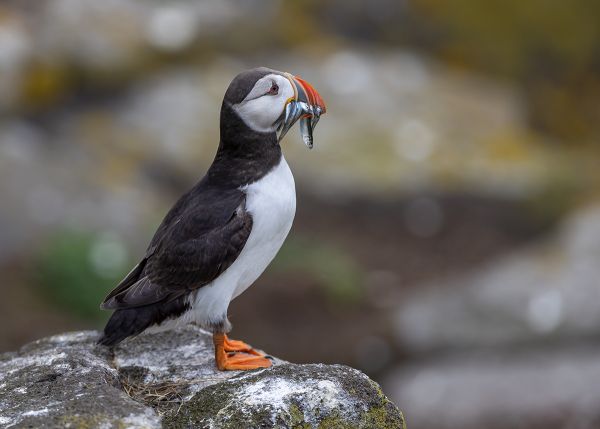 Puffin with Sand Eels