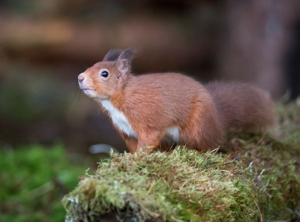 Red in Winter Coat