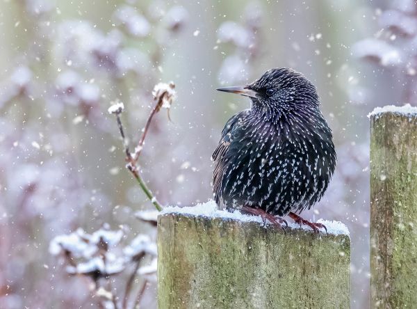 Starling in Snow9