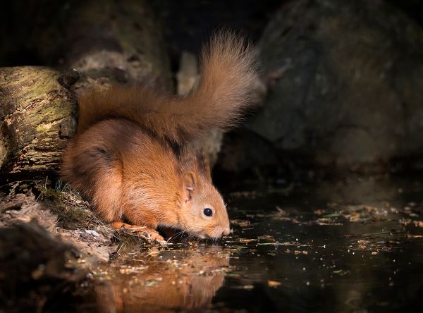 Thirsty squirrel